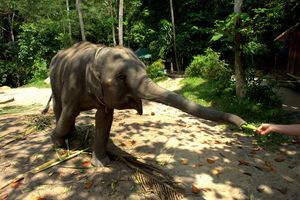 Тайский слонёнок