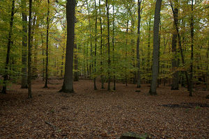 Осенний лесок под Фонтенбло