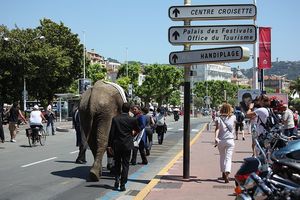 Elephant in Cannes