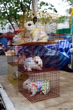 Здоровские тайские кролики
